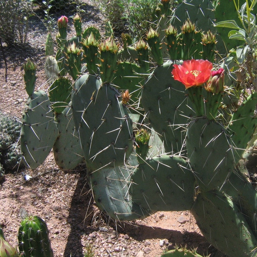 Prickly Pear Cactus 'Sandstone Sunrise' (O. woodsii hyb) HARDY