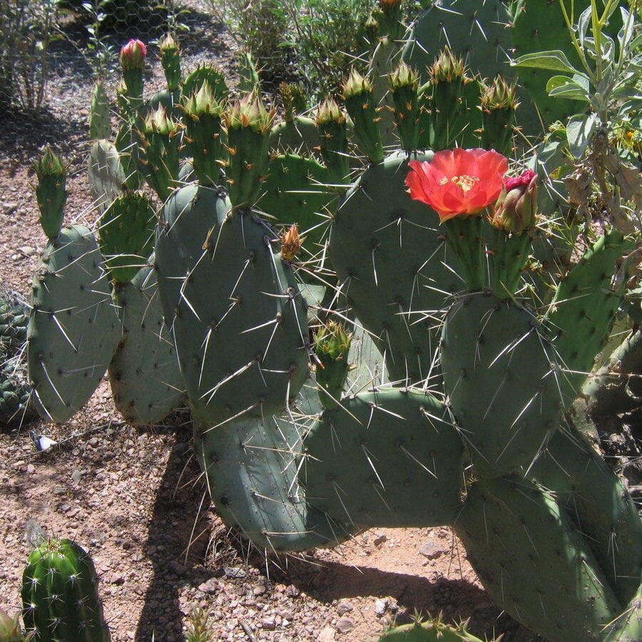 winter hardy prickly pear cactus Prickly Pear Cactus 'Wildfire' (O. woodsii hyb) COLD HARDY