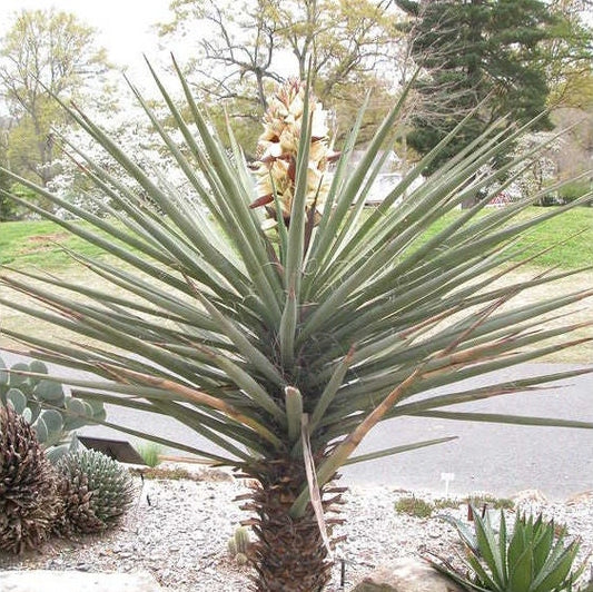 Yucca torreyi (Torrey's Yucca) Oregon COLD HARDY