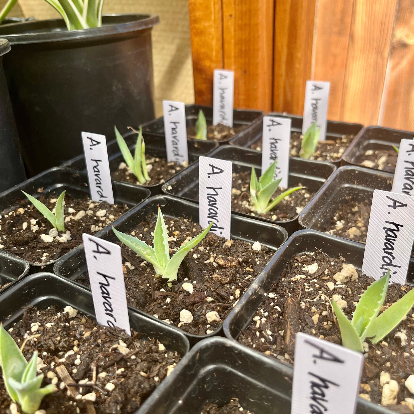 Agave havardiana 'Oregon' Century Plant - COLD HARDY ZONE 5