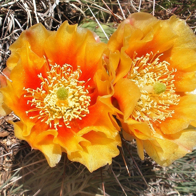 Prickly Pear Cactus 'Golden Honey' (O. toumeyi) COLD HARDY