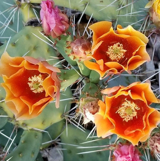 Prickly Pear Cactus 'Golden Honey' (O. toumeyi) COLD HARDY