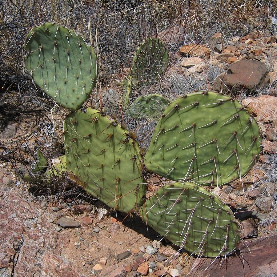 Prickly Pear Cactus 'Golden Honey' (O. toumeyi) COLD HARDY