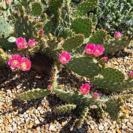 Prickly Pear Cactus 'Kaibab Pink' (O. phaeacantha x) COLD HARDY