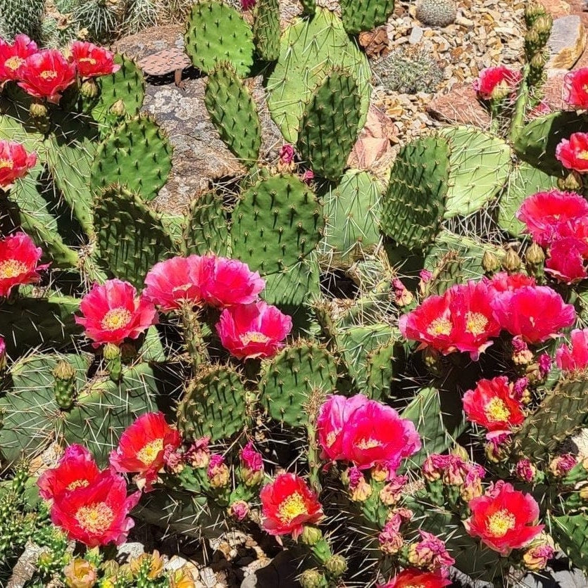 Prickly Pear Cactus 'Kaibab Red' (O. phaeacantha x) COLD HARDY