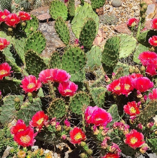 Prickly Pear Cactus 'Kaibab Red' (O. phaeacantha x) COLD HARDY