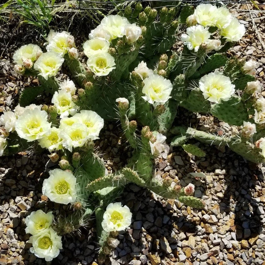 prickly pear snow cactus flower Prickly Pear Cactus 'Snowball' (O. polyacantha x rhodantha) HARDY – Desertscape Nursery