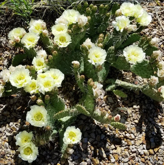 Prickly Pear Cactus 'Snowball' (O. polyacantha x rhodantha) HARDY