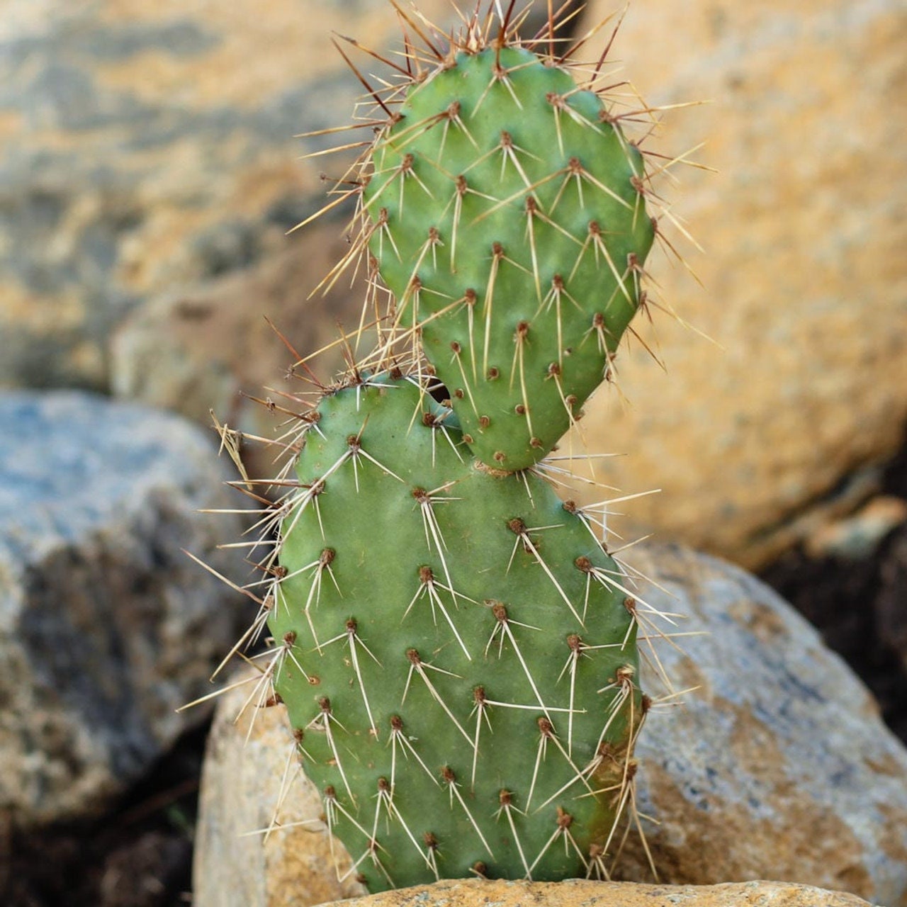 Prickly Pear Cactus 'Snowball' (O. polyacantha x rhodantha) HARDY