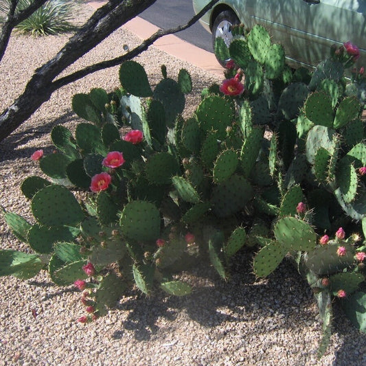 Prickly Pear Cactus 'Wildfire' (O. woodsii hyb) COLD HARDY