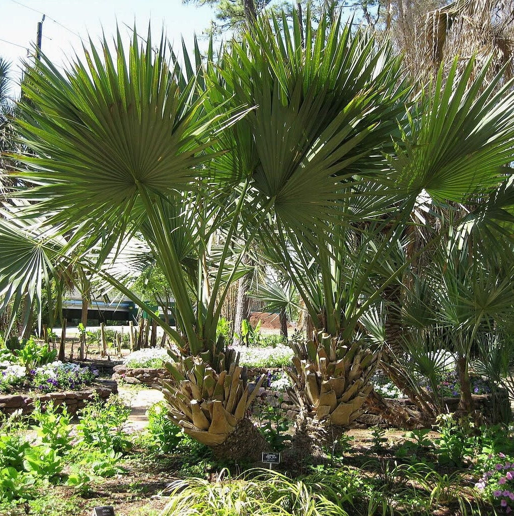 Sabal Palm ‘Oregon Hybrid' COLD HARDY Seeds