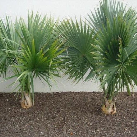 Sabal Palm ‘Oregon Hybrid' COLD HARDY Seeds