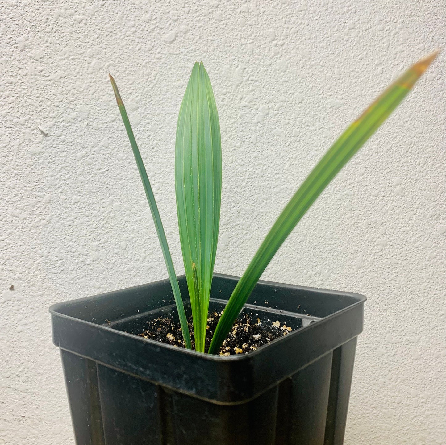 Sabal Palm ‘Oregon Hybrid' COLD HARDY Seeds