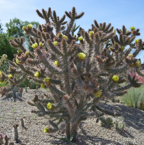 Cholla 'Oregon Haze' (Cylindropuntia echinocarpa) COLD HARDY