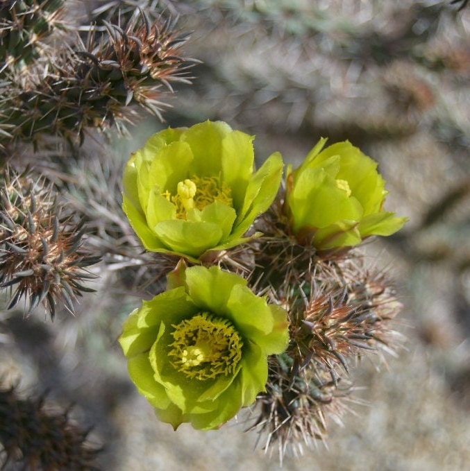 Cholla 'Oregon Haze' (Cylindropuntia echinocarpa) COLD HARDY
