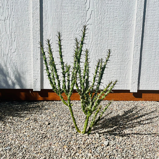 Candle Cholla Cactus (Cylindropuntia kleiniae) - COLD HARDY