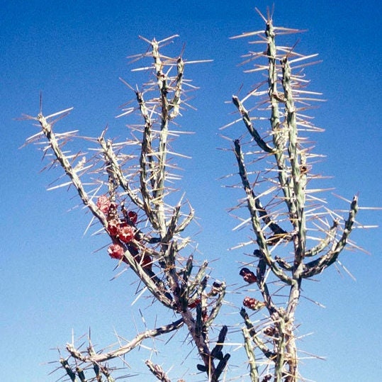 Candle Cholla Cactus (Cylindropuntia kleiniae) - COLD HARDY