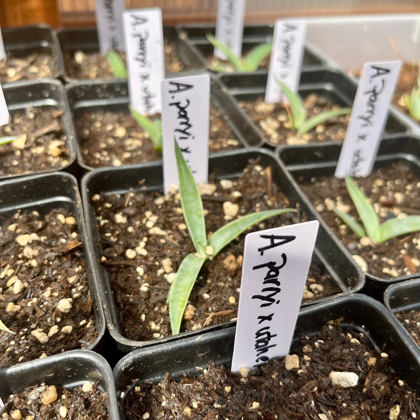 Agave parryi x utahensis 'OR Hybrid' COLD HARDY