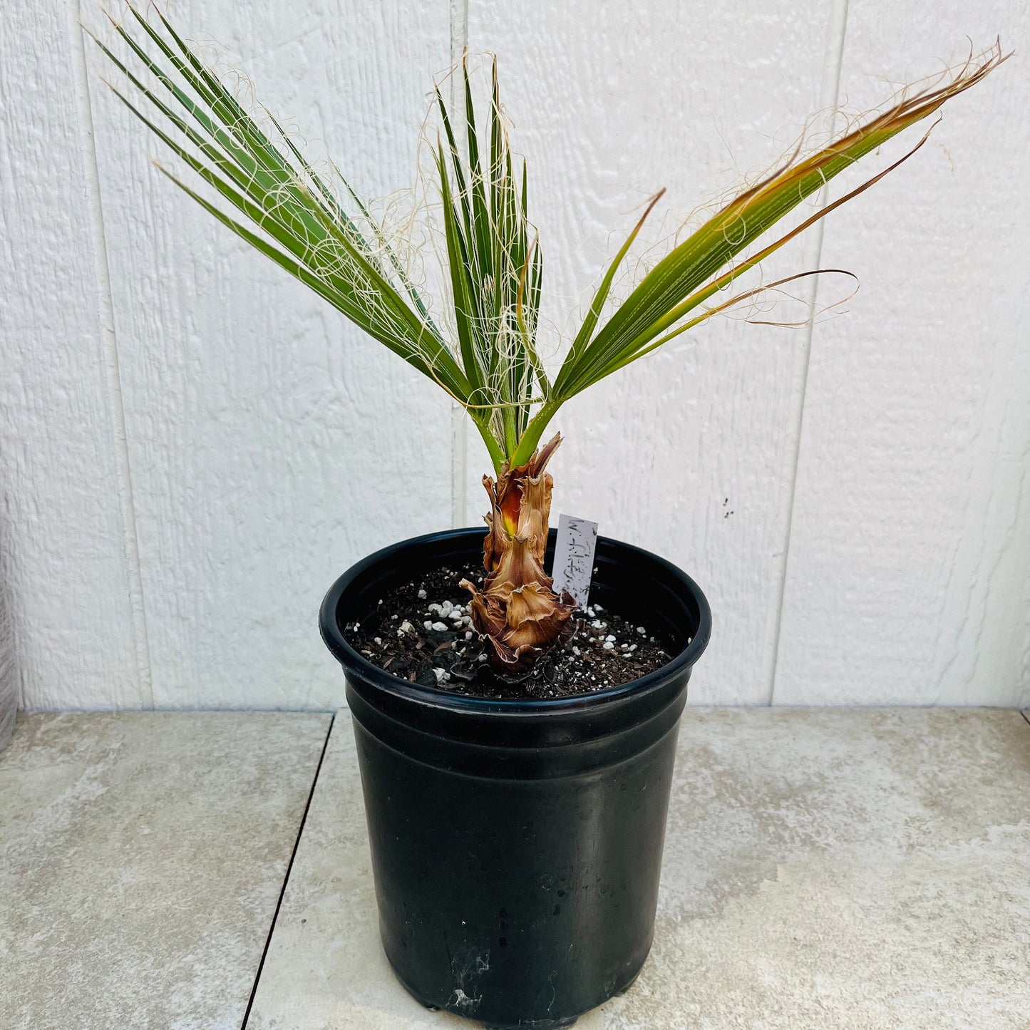 Washingtonia filifera 'Oregon High Desert' COLD HARDY