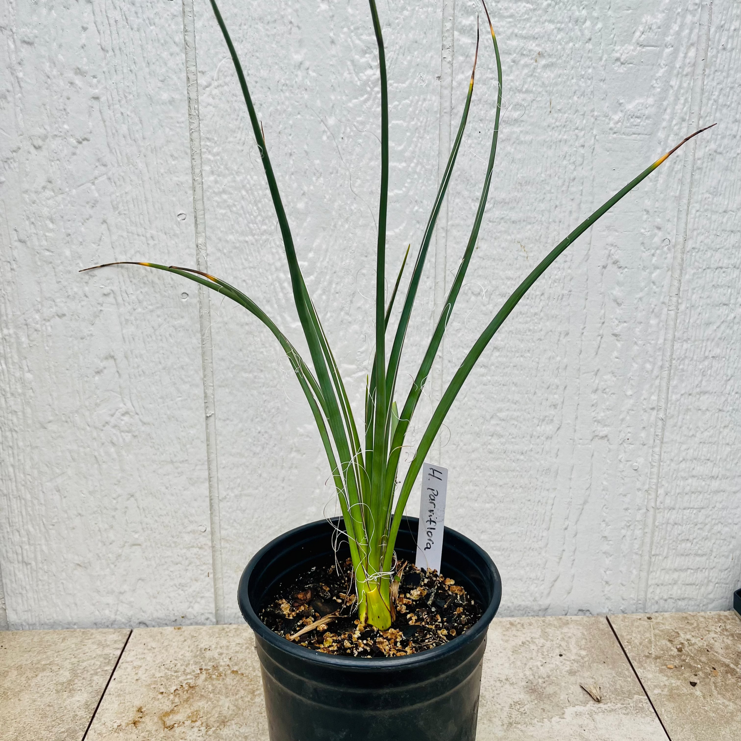 Hesperaloe parviflora ‘Yellow’ (False Yellow Yucca) COLD HARDY zone 5!