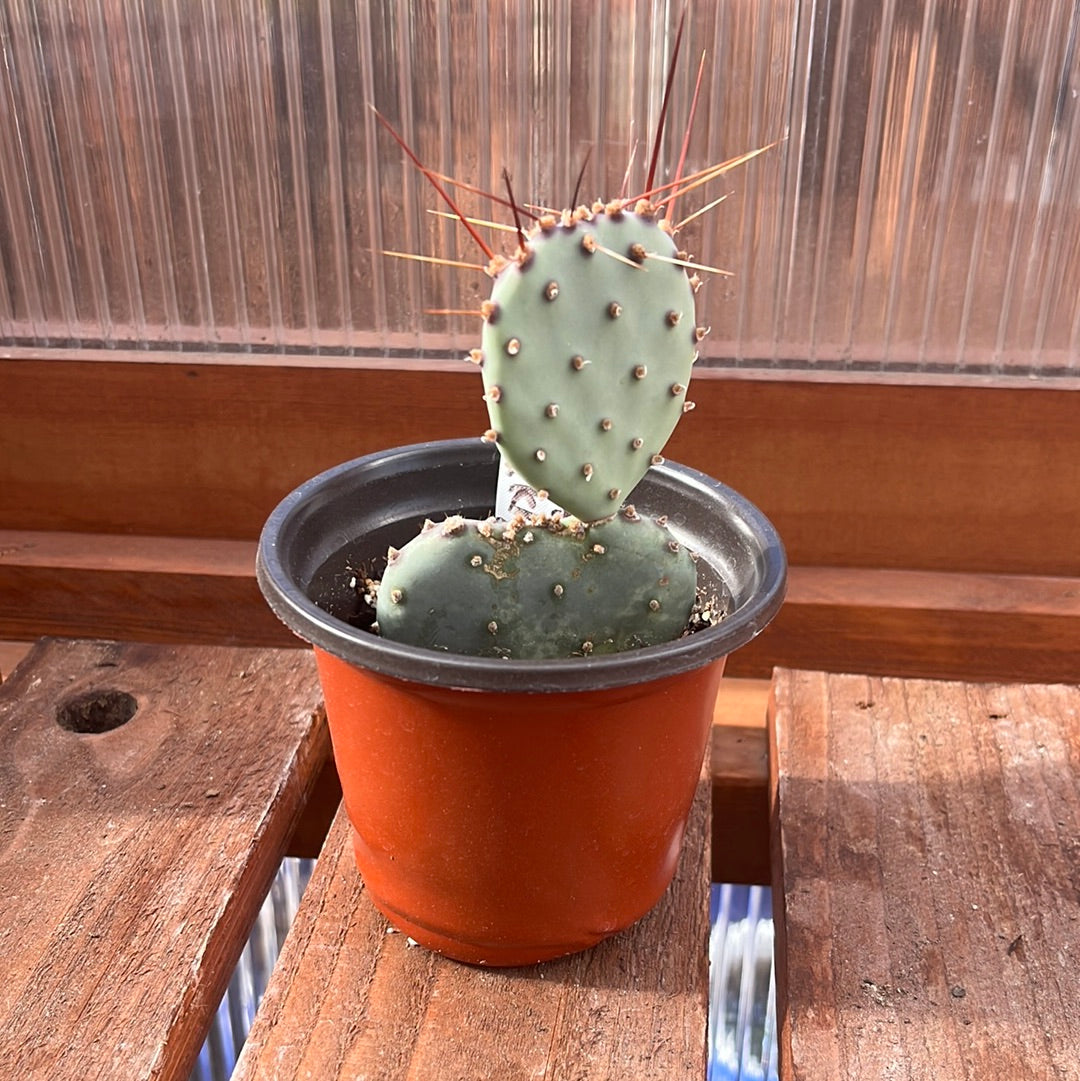 Prickly Pear Cactus 'Sapphire' (Opuntia macrocentra) COLD HARDY