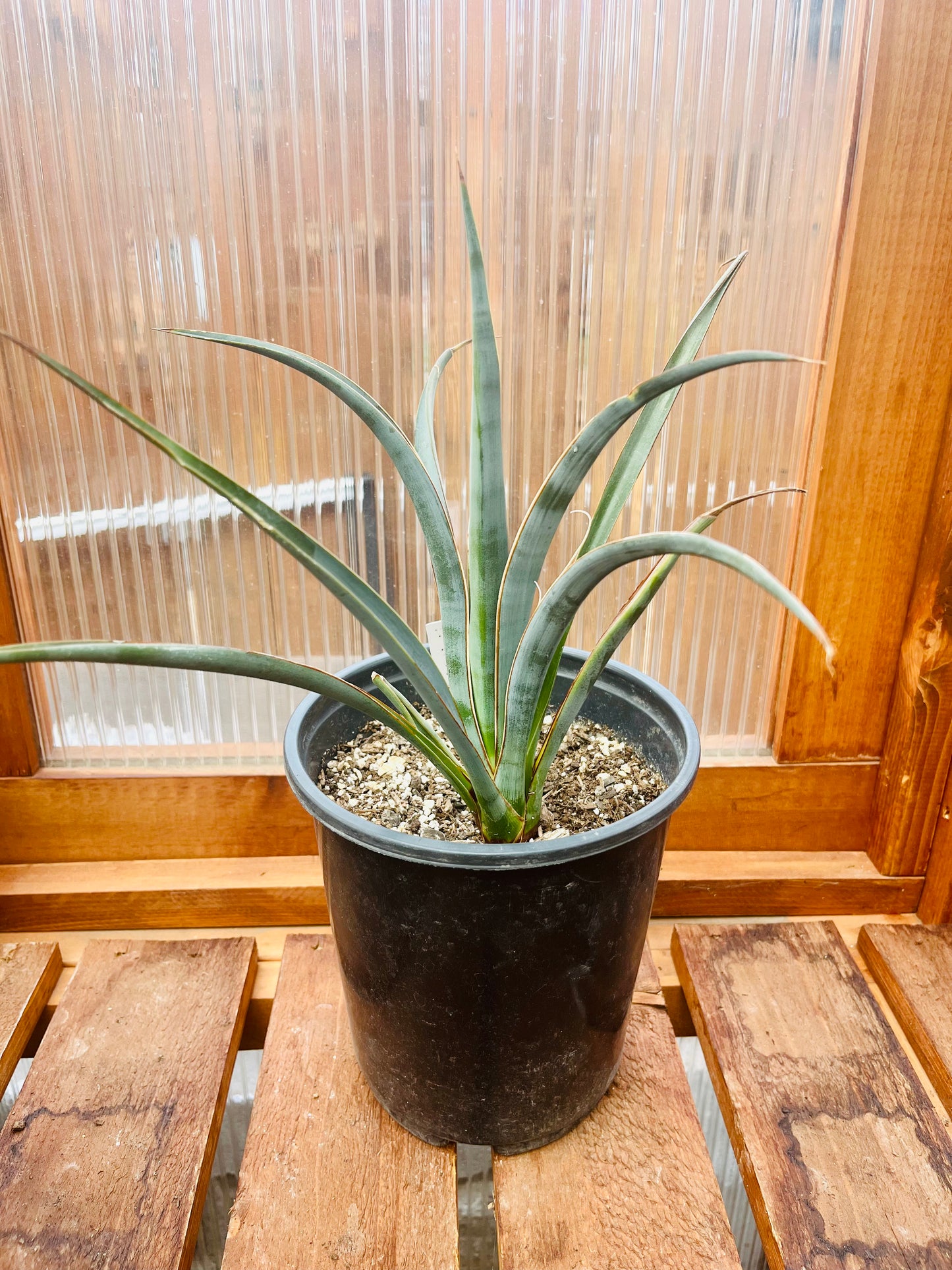 Yucca treculeana (True Spanish Dagger) COLD HARDY!