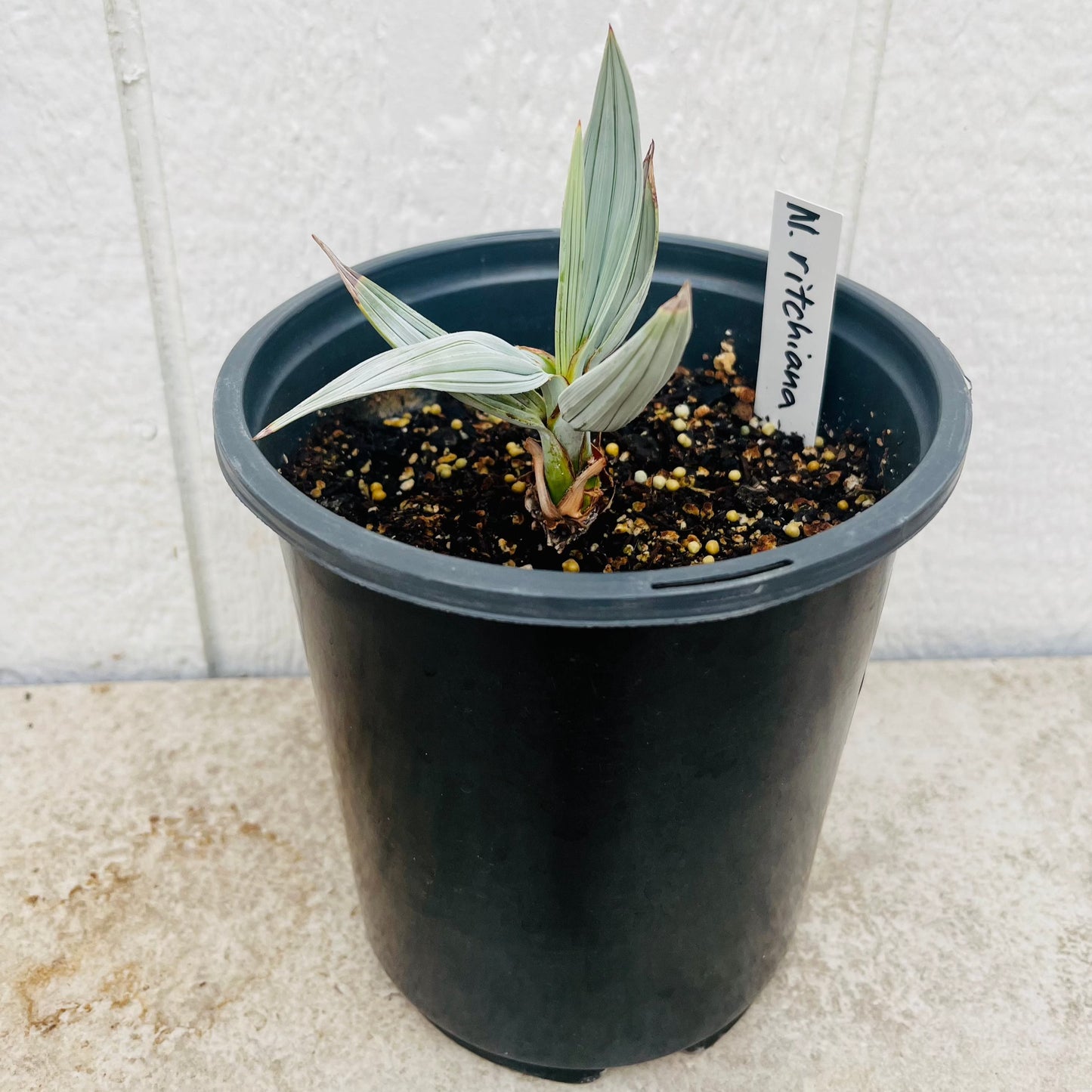 Nannorrhops ritchiana ‘Mazari Palm' COLD HARDY!