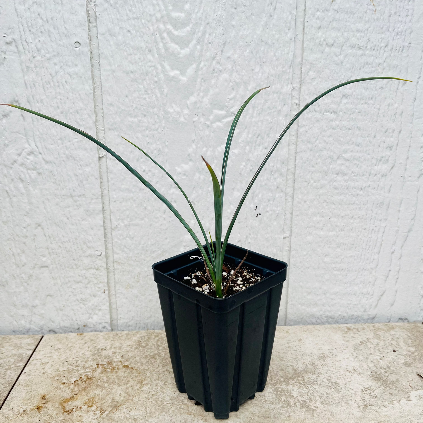Hesperaloe parviflora ‘Yellow’ (False Yellow Yucca) COLD HARDY zone 5!
