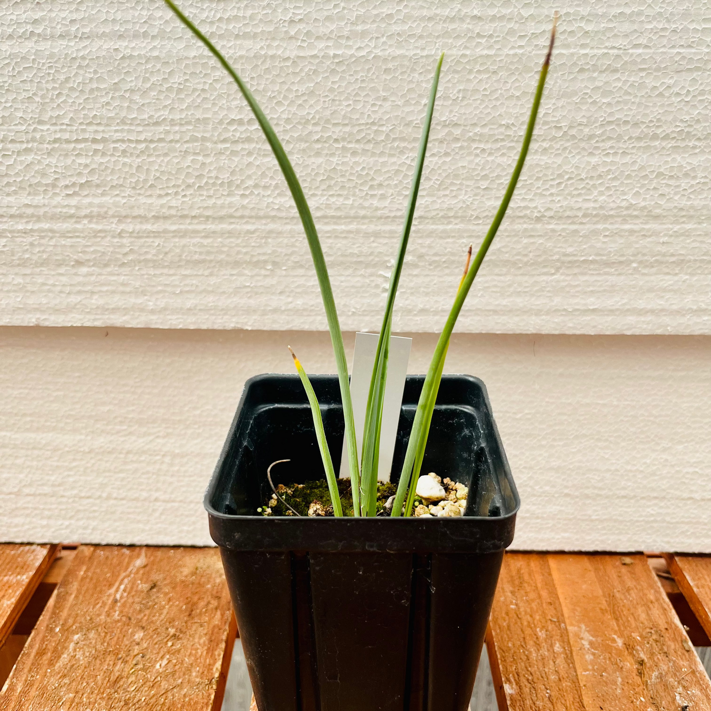 Hesperaloe parviflora ‘Yellow’ (False Yellow Yucca) COLD HARDY zone 5!