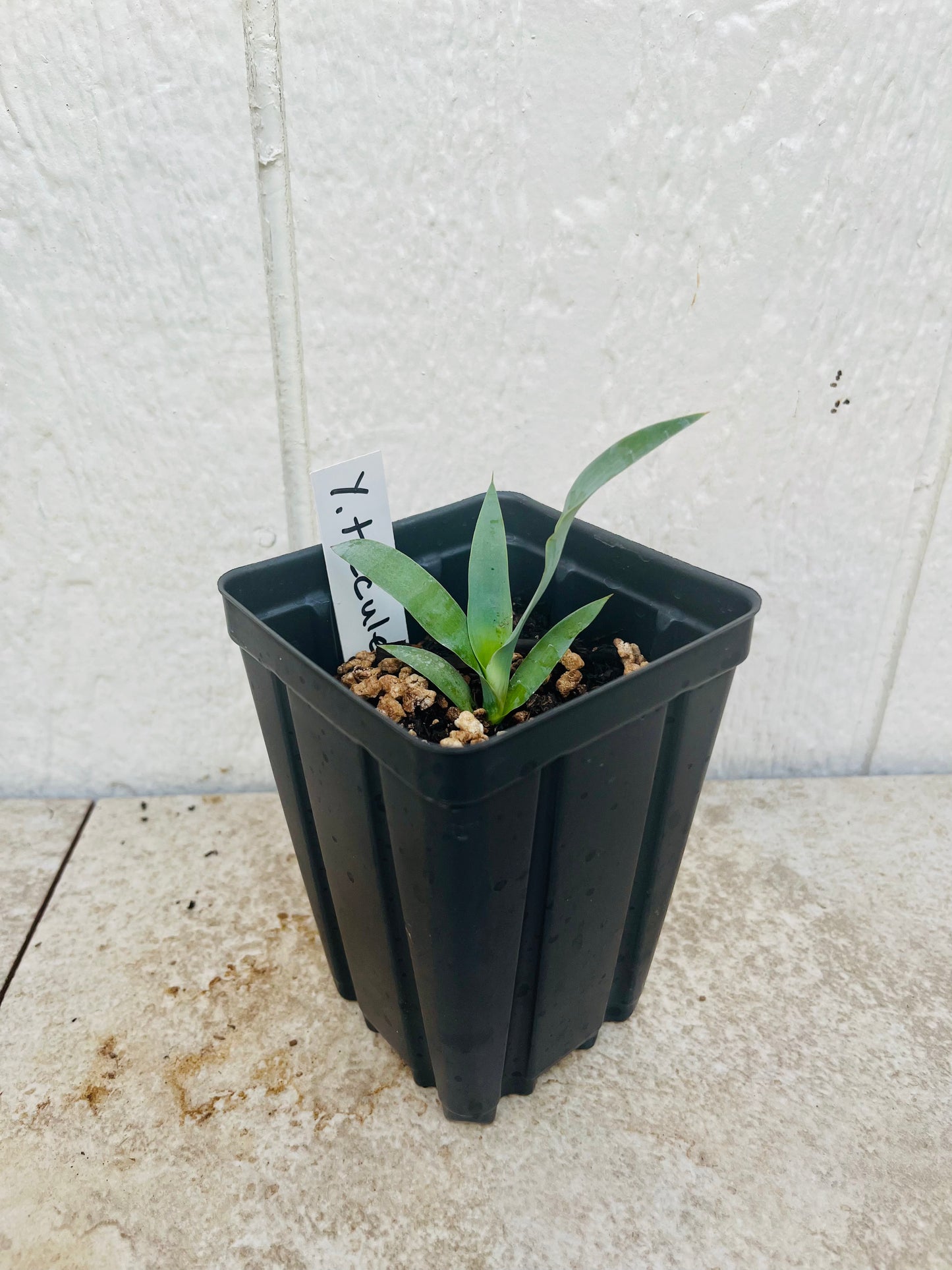 Yucca treculeana (True Spanish Dagger) COLD HARDY!