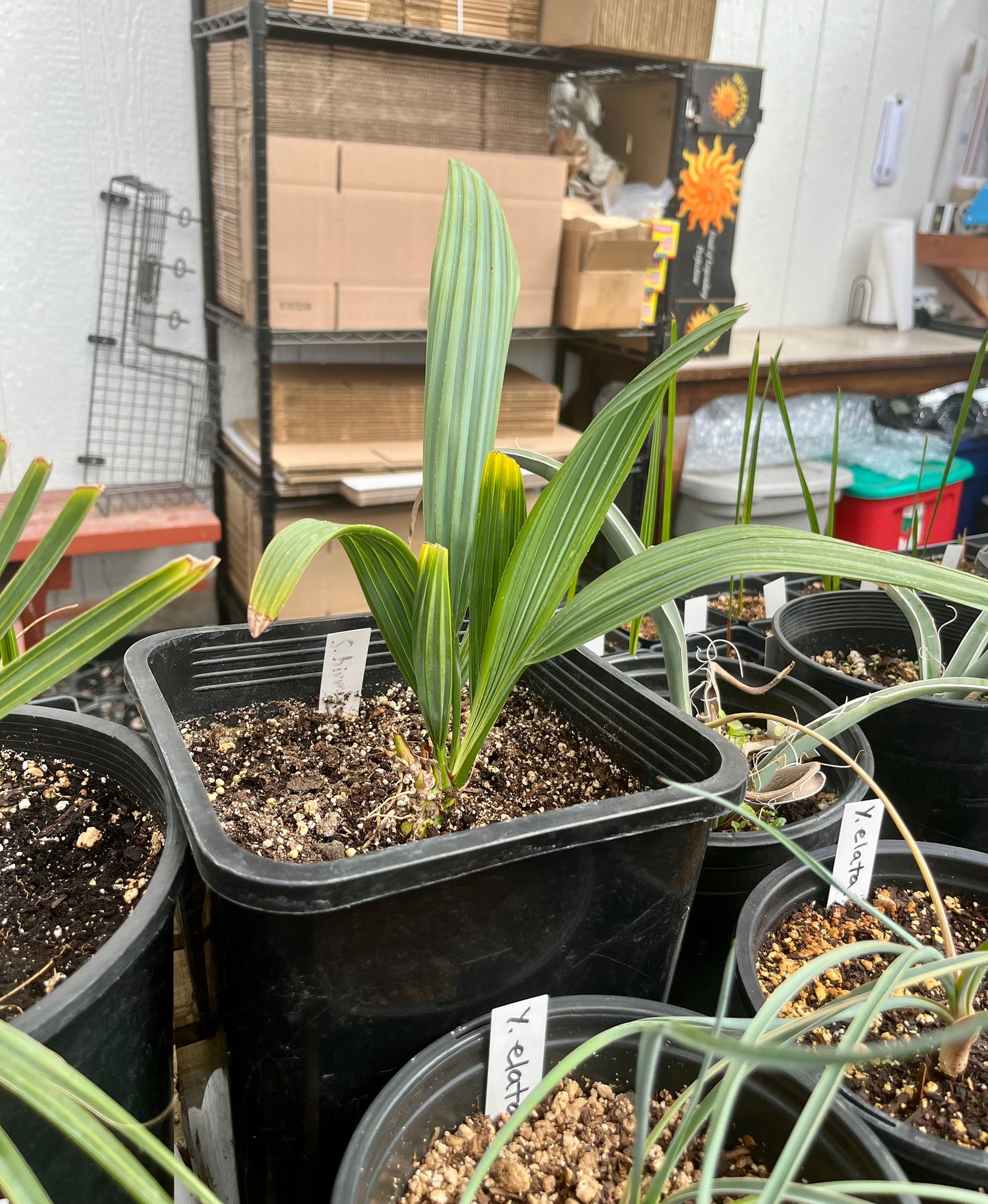 Sabal Palm ‘Oregon Hybrid’ Palm Tree - COLD HARDY
