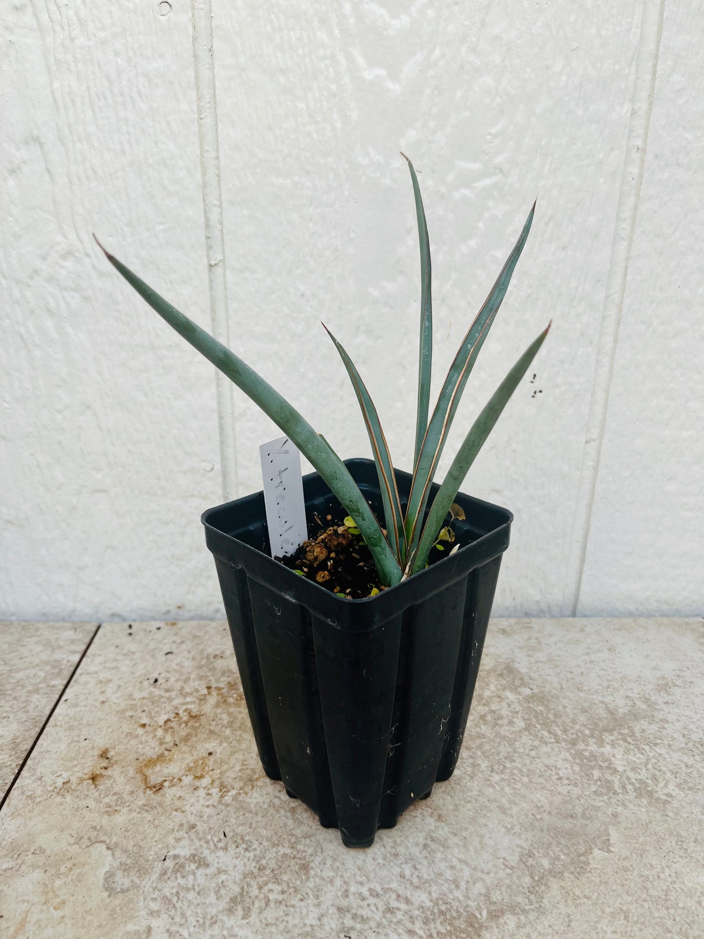 Yucca treculeana (True Spanish Dagger) COLD HARDY!
