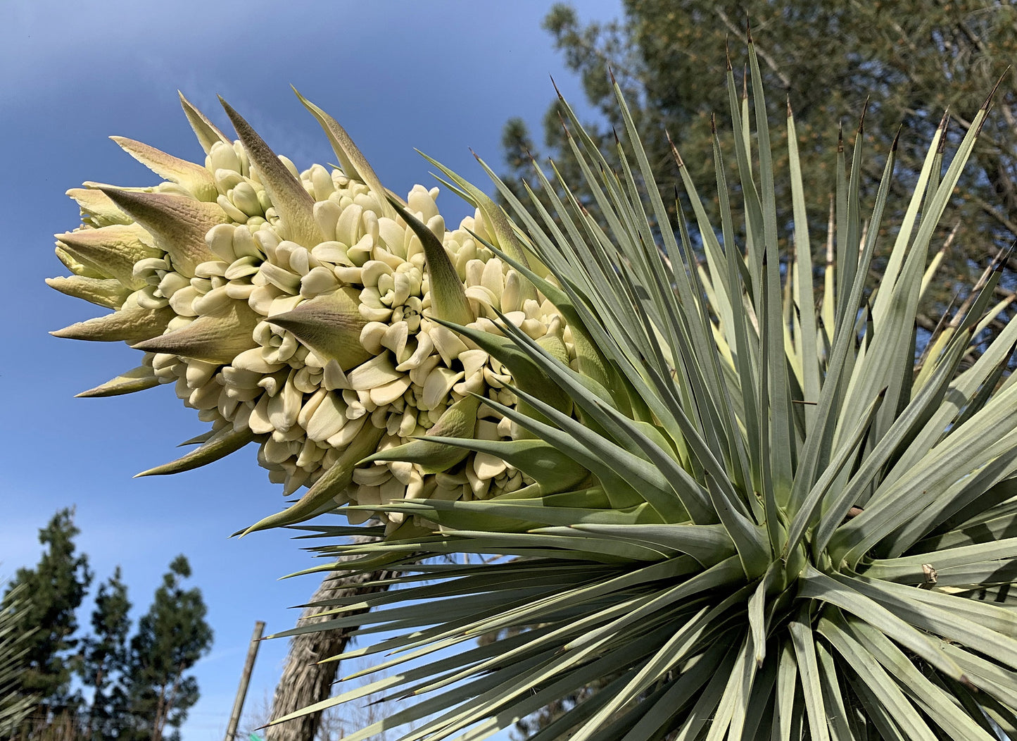 Yucca brevifolia 'Oregon' (Joshua Tree) HARDY Seeds
