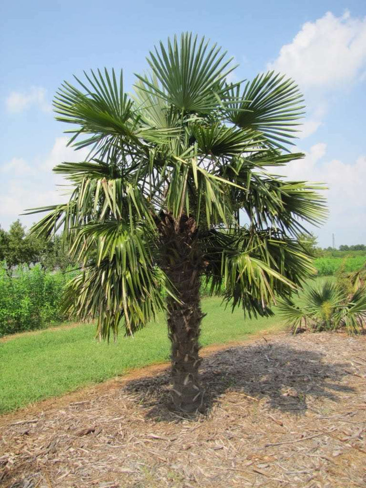 Palms