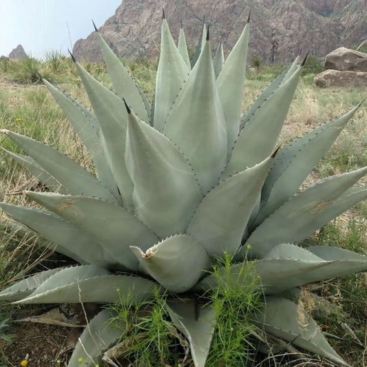 Agave havardiana 'Oregon' Century Plant - COLD HARDY - Seeds