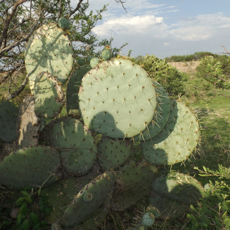 Seeds – Desertscape Nursery