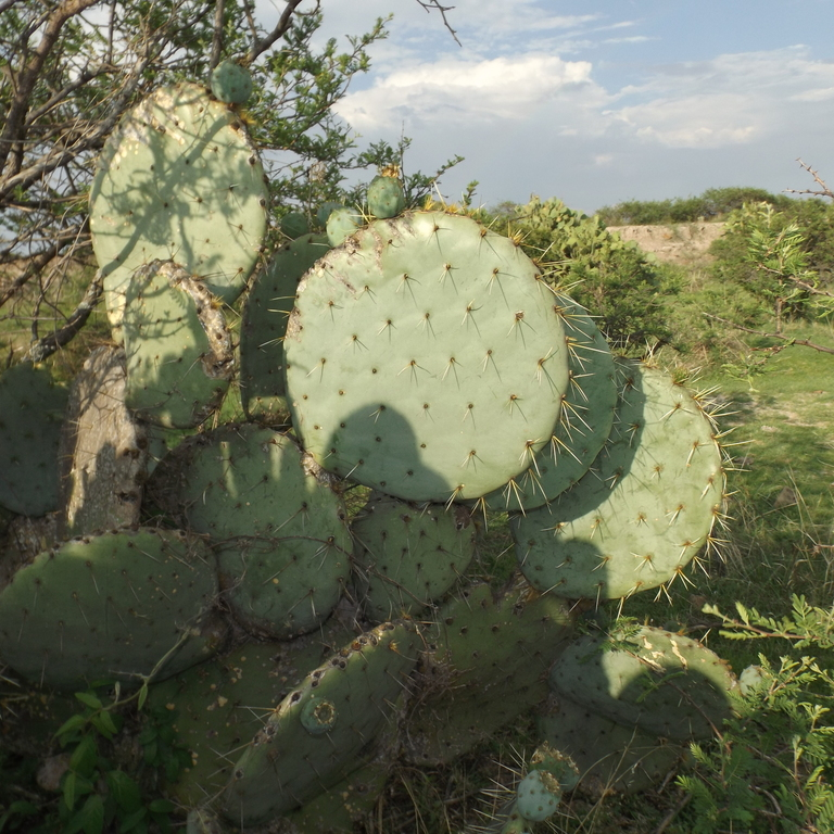 Prickly Pear Cactus 'Vejo' (Opuntia gilvescens) Seeds