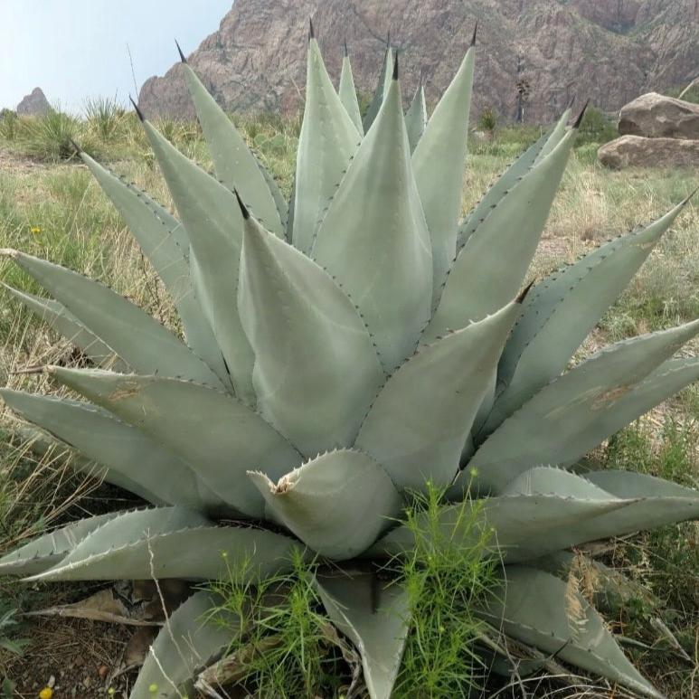 Agave havardiana 'Oregon' Century Plant - COLD HARDY ZONE 5