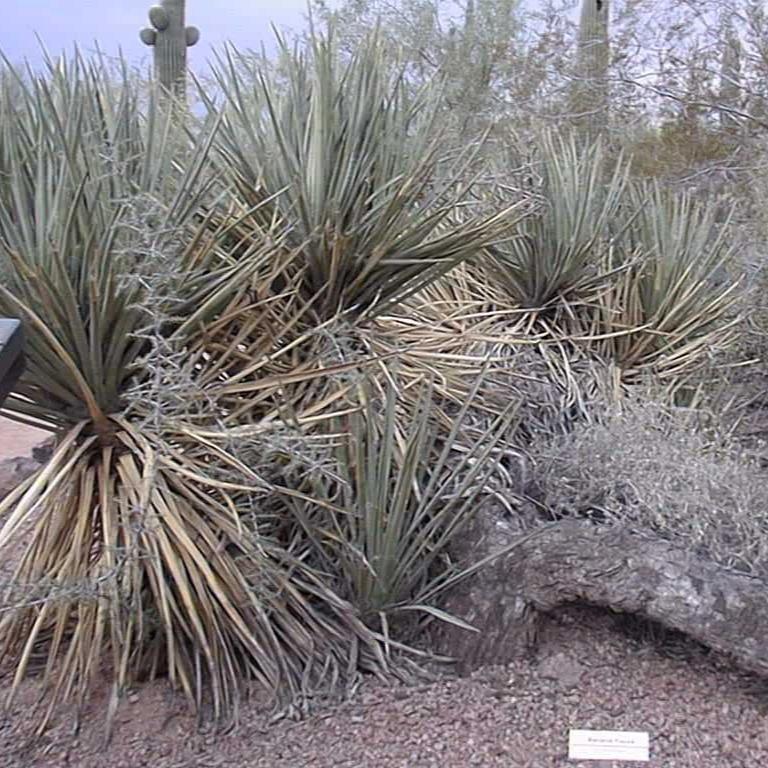 Yucca baccata 'Banana Yucca' COLD HARDY Seeds!