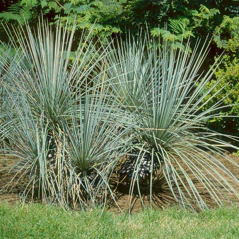 Yucca glauca 'Soapweed Yucca' COLD HARDY