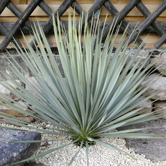 Yucca glauca 'Soapweed Yucca' COLD HARDY
