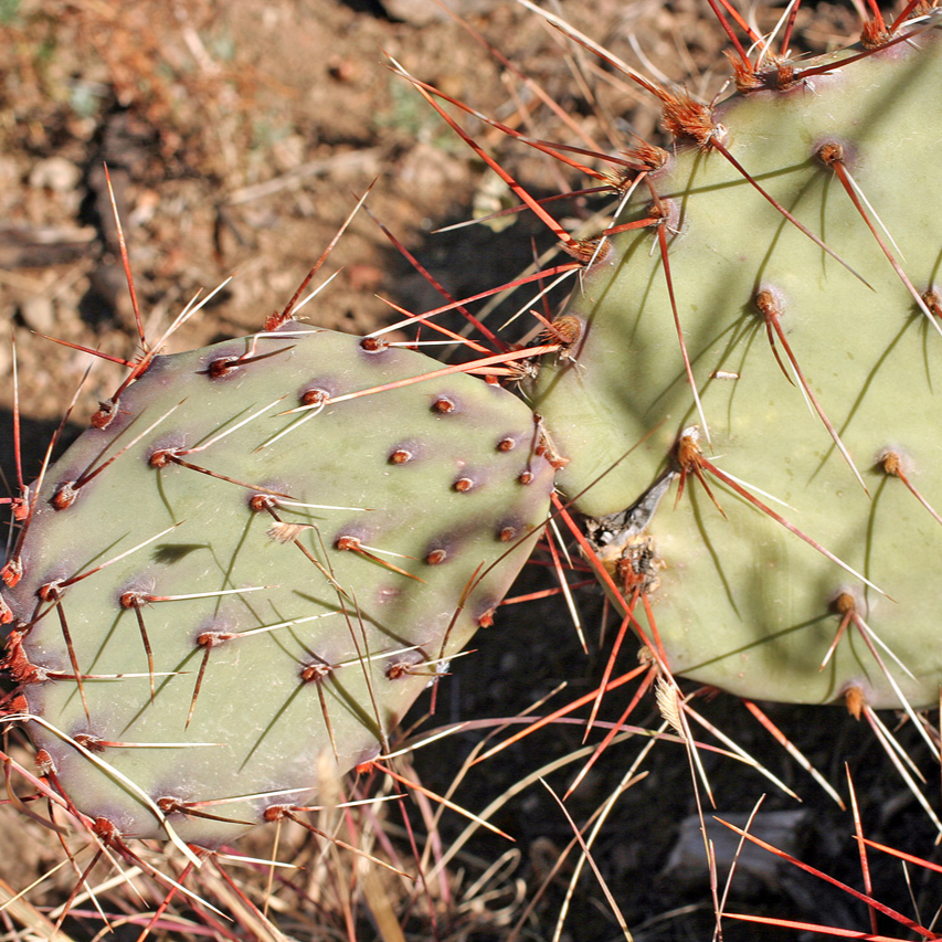 Prickly Pear Cactus 'Vejo' (Opuntia gilvescens) Seeds