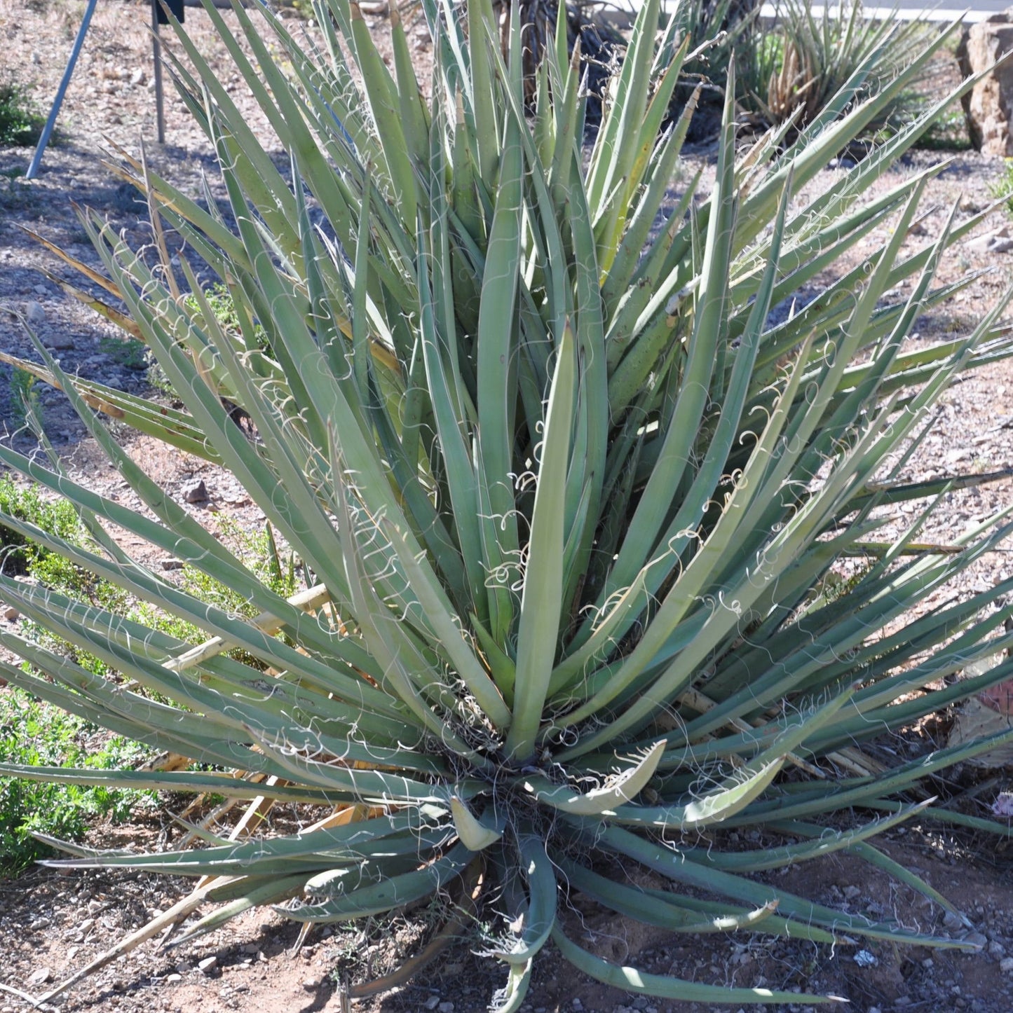 Yucca baccata 'Banana Yucca' COLD HARDY Seeds!