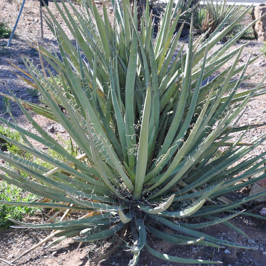 Yucca baccata 'Banana Yucca' COLD HARDY Seeds!