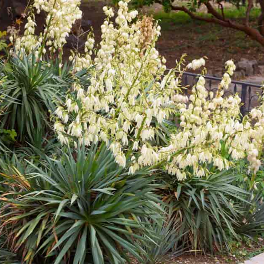 Yucca filimentosa 'Excalibur' COLD HARDY