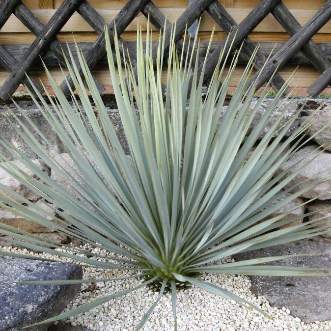 Yucca gluaca 'Soapweed Yucca' COLD HARDY Seeds!