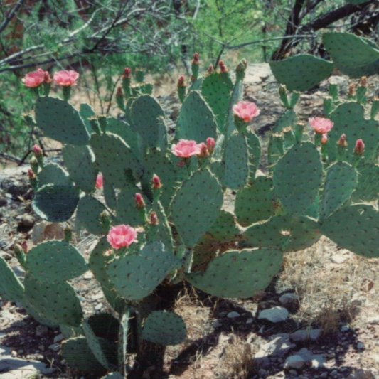 Prickly Pear Cactus 'Wildfire' (Opuntia woodsii x) Seeds