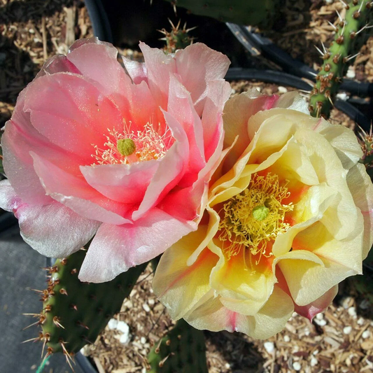 Prickly Pear Cactus 'Pina Colada' (Opuntia charlestonensis) Seeds