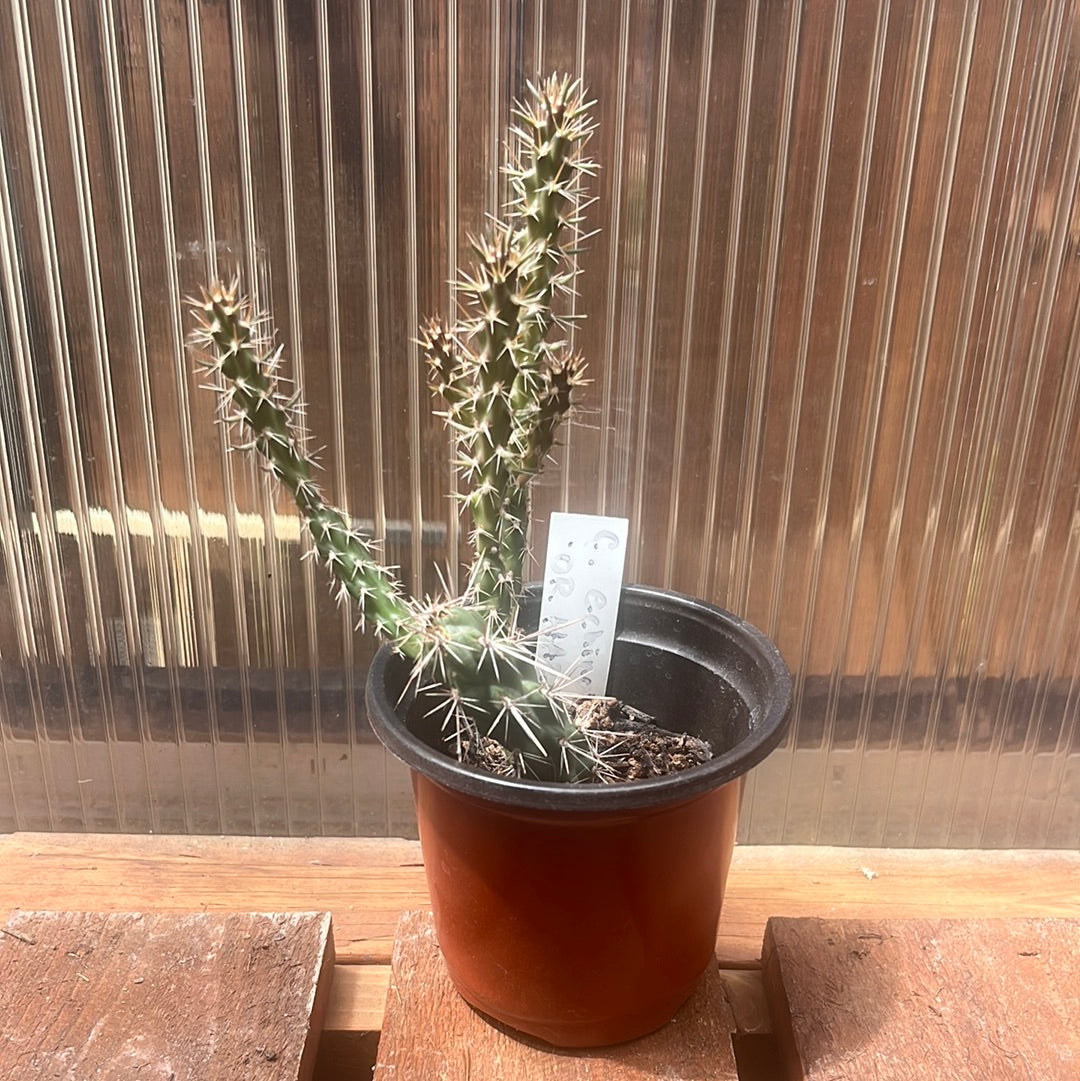 Cholla 'Oregon Haze' (Cylindropuntia echinocarpa) COLD HARDY