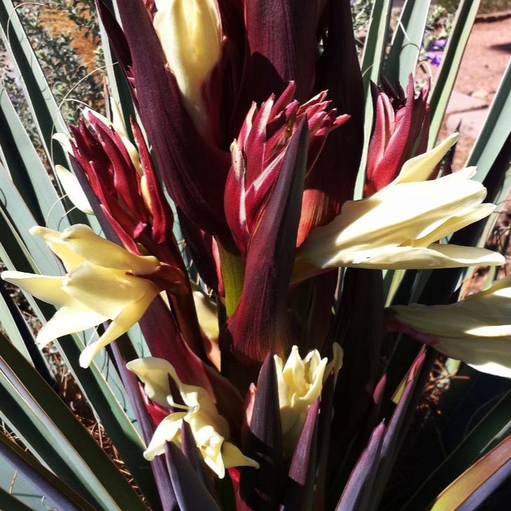 Yucca baccata 'Banana Yucca' COLD HARDY Seeds!